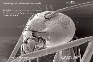 Explore Crazy Ants