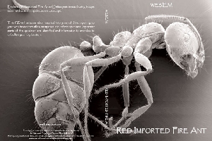 Explore Red Imported Fire Ants