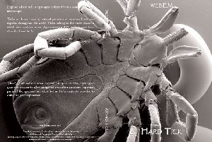Explore Hard Ticks