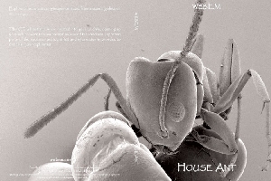 Explore House Ants