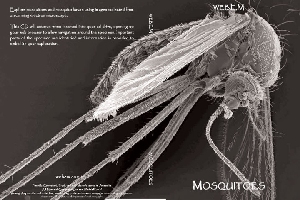 Explore Mosquitoes